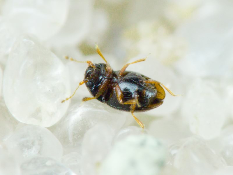 Ptiliidae Erichson, 1845